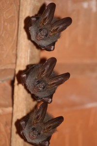 Bats_2